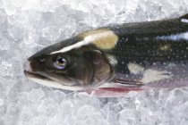 Rafeiro fresco charr fish — Fotografia de Stock