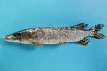 Pesce di luccio crudo fresco — Foto stock