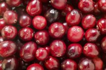 Cranberries maduras frescas — Fotografia de Stock