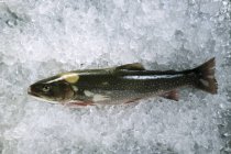 Fresh brook charr fish — Stock Photo