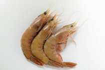 Fresh boiled shrimps — Stock Photo