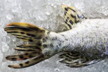 Coda di pesce luccio crudo — Foto stock