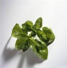 Folhas de manjericão com gotas de água — Fotografia de Stock