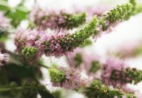 Closeup view of flowering mint plant — Stock Photo