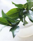 Sprig of Bay leaves — Stock Photo
