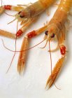 Closeup cropped view of two scampi on white surface — Stock Photo