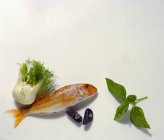 Свежий фенхель с красной кефалью и моллюсками — стоковое фото
