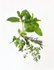 Assorted fresh Herbs — Stock Photo