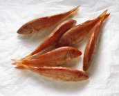 Salmonetes rojos crudos frescos - foto de stock
