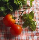 Tallo con dos tomates - foto de stock