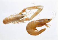 Crevettes fraîches et langoustines — Photo de stock