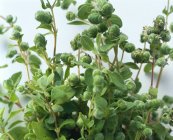 Marjoram growing in pot — Stock Photo