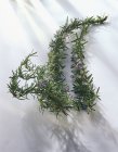 Sprigs of rosemary with flowers — Stock Photo