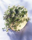 Thyme growing in basket — Stock Photo