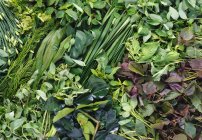 Vista close-up de diferentes ervas frescas — Fotografia de Stock