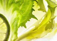 Closeup view of endive with a slice of lime — Stock Photo