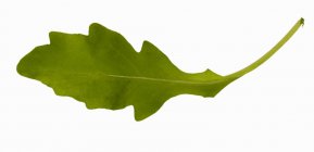 Green rocket leaf — Stock Photo