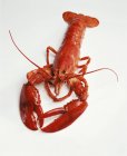 Boiled lobster, close-up — Stock Photo