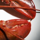 Detalhe da lagosta cozida — Fotografia de Stock