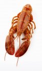 Boiled lobster, close-up — Stock Photo