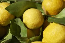 Limoni freschi con foglie — Foto stock