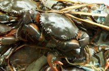 Closeup view of green crabs heap — Stock Photo