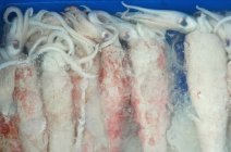 Closeup view of squids in a container of water — Stock Photo