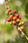 Vista de perto de grãos de café no ramo arbusto — Fotografia de Stock