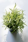 Крупним планом вид на зелену рослину лаванди в горщику — стокове фото