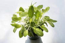 Salvia creciendo en maceta - foto de stock