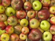 Manzanas frescas maduras - foto de stock