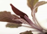 Salvia púrpura fresca - foto de stock