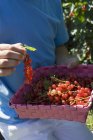 Man holding freshly picked redcurrants — Stock Photo
