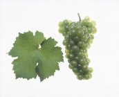 Bunch of green Riesling grapes — Stock Photo