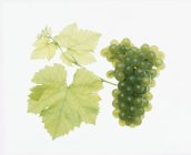 Trauben aus grünem Weißburgunder — Stockfoto