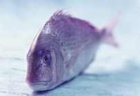 Свежая пандоровая рыба — стоковое фото