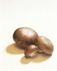 Três cogumelos castanhos — Fotografia de Stock