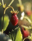 Closeup view of one red ripe strawberry on plant — Stock Photo
