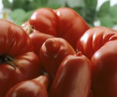 Tomates rouges mûres — Photo de stock