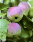 Незрелые зеленые и фиолетовые яблоки — стоковое фото