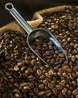 Coffee beans with metal scoop — Stock Photo