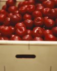 Fresh ripe red plums — Stock Photo