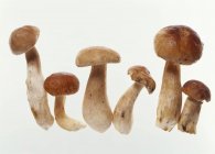 Белые грибы крупным планом — стоковое фото