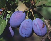 Plums hanging on tree — Stock Photo