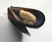 Fresh opened mussel — Stock Photo