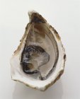 Oyster on white background — Stock Photo