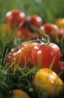 Frische reife Tomaten — Stockfoto