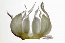 Fresh Garlic with backlit — Stock Photo