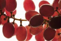 Um bando de uvas vermelhas — Fotografia de Stock