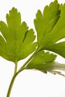 Perejil verde fresco - foto de stock